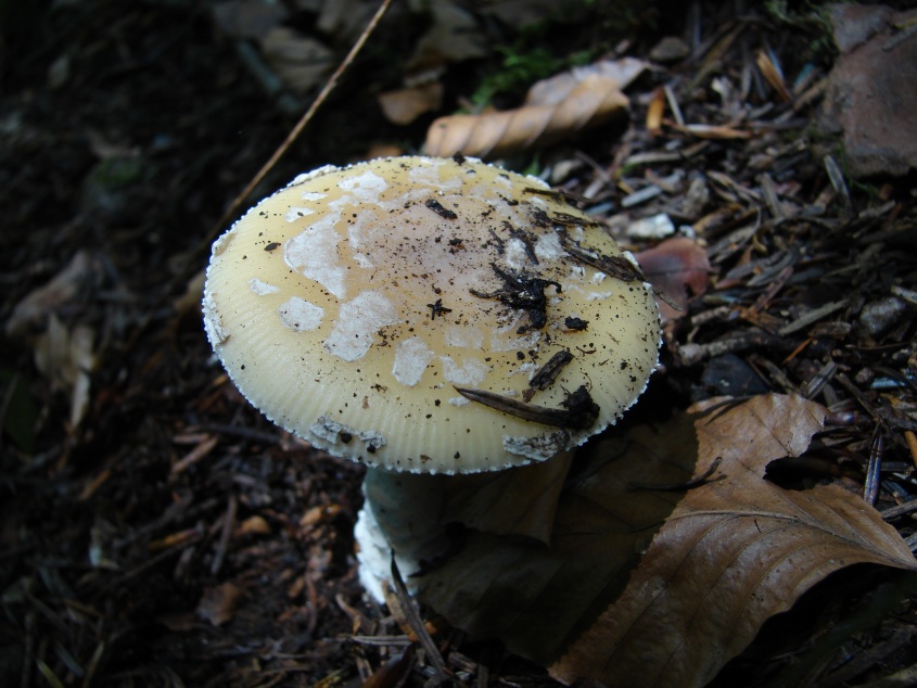 Amanita citrina?